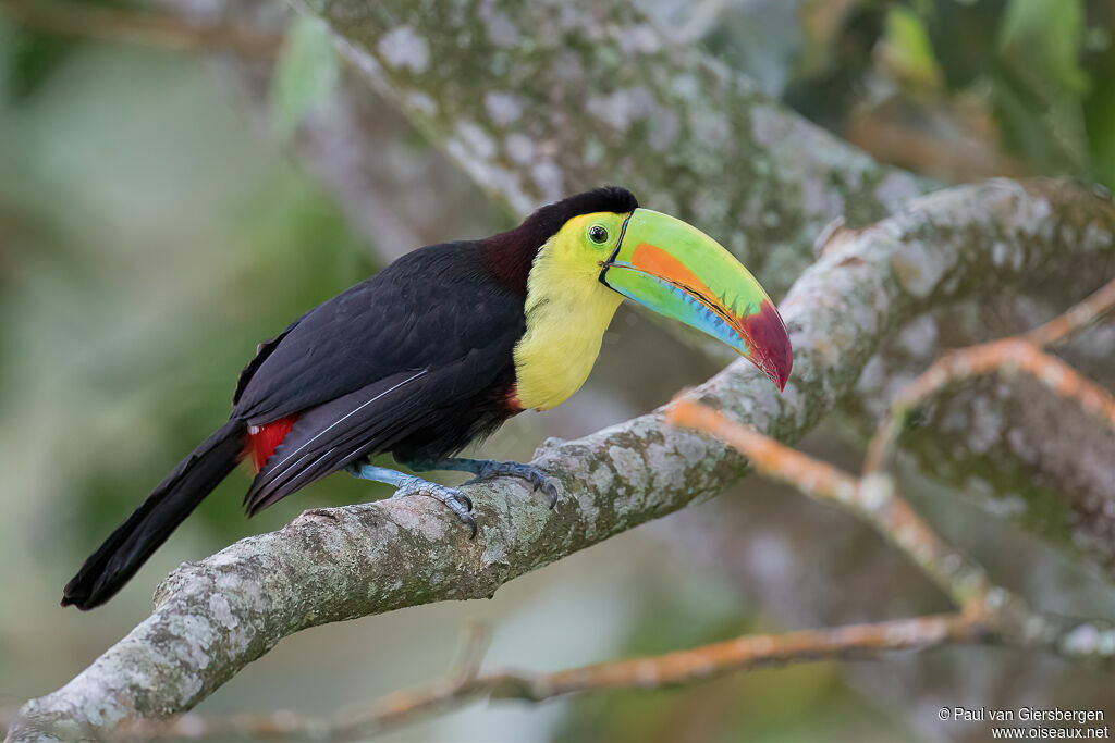 Toucan à carèneadulte