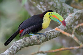 Toucan à carène