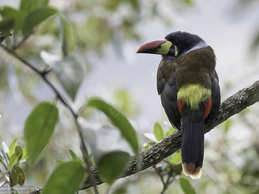 Toucan bleuadulte, pigmentation