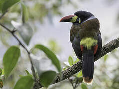 Grey-breasted Mountain Toucan