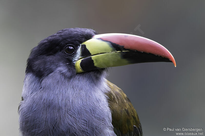 Grey-breasted Mountain Toucanadult