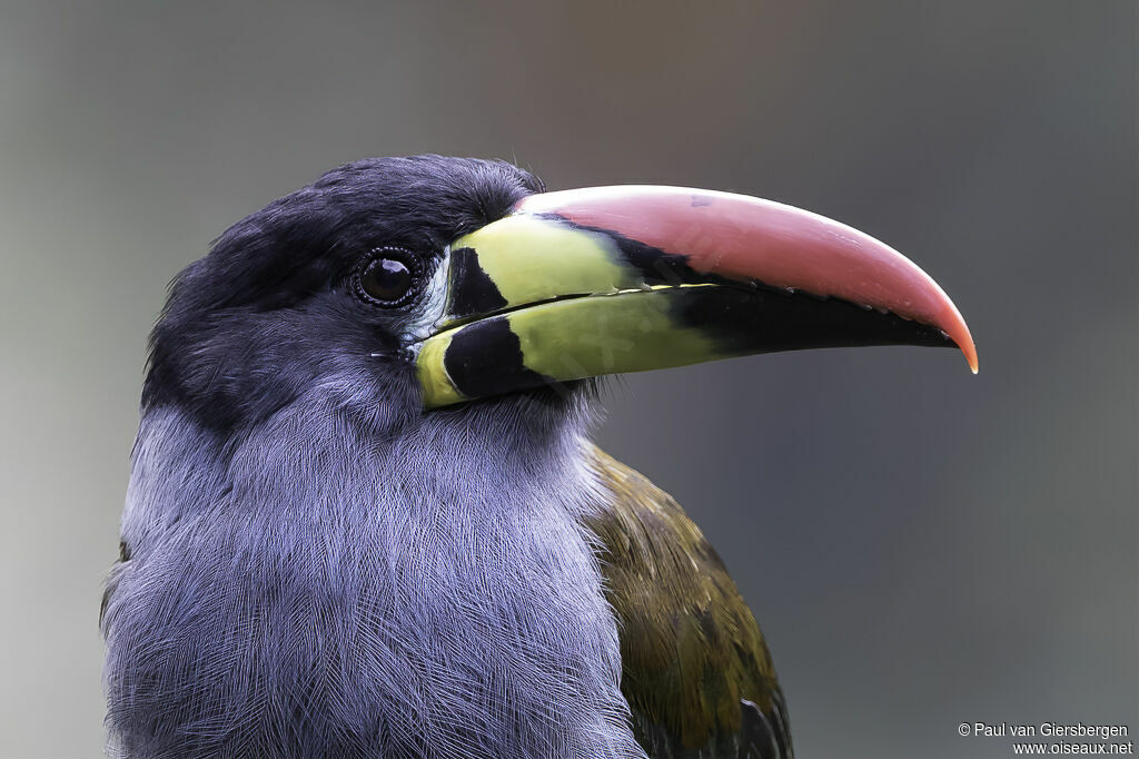 Toucan bleuadulte