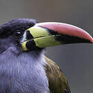 Toucan bleu