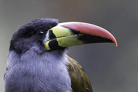 Grey-breasted Mountain Toucan