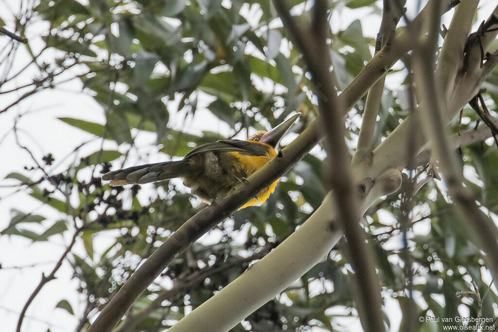 Saffron Toucanet