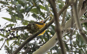 Saffron Toucanet