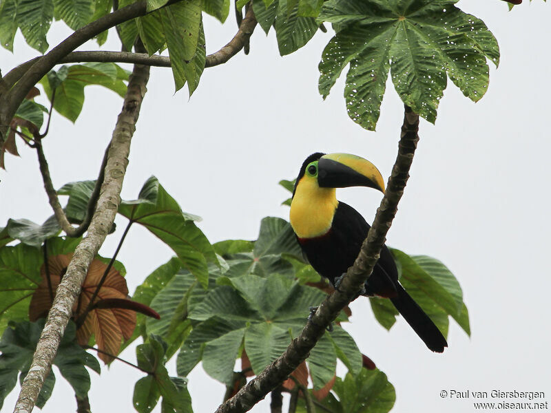 Choco Toucan