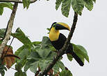 Toucan du Chocó