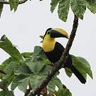 Toucan du Chocó