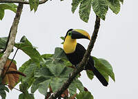 Toucan du Chocó