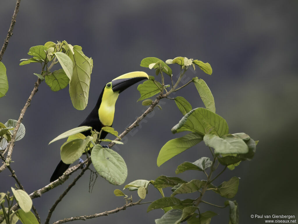 Toucan du Chocóadulte