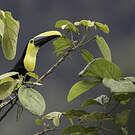 Toucan du Chocó
