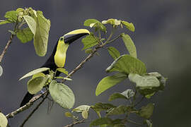 Toucan du Chocó