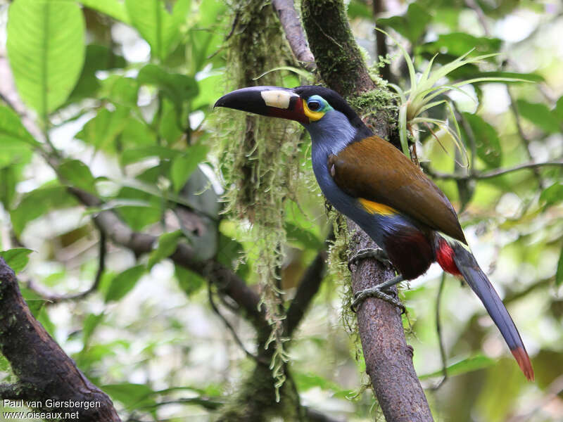 Toucan montagnardadulte, identification