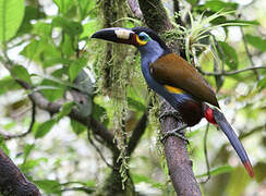 Plate-billed Mountain Toucan