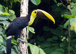 Yellow-throated Toucan