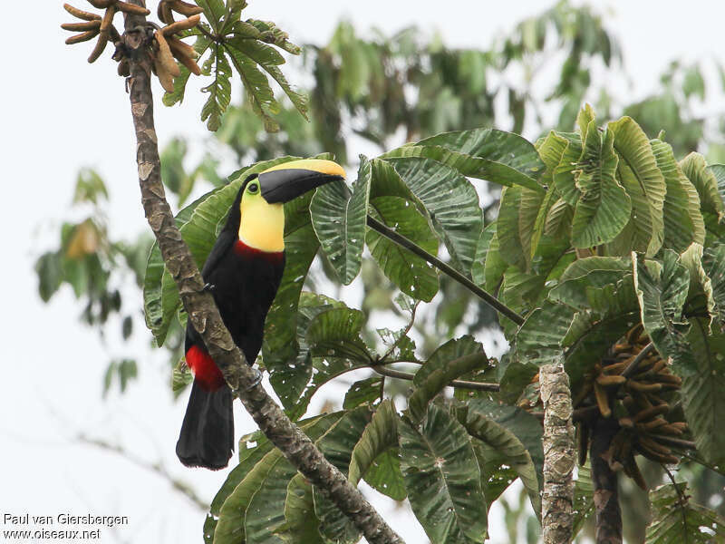 Toucan tocard, habitat, pigmentation