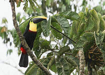 Toucan tocard