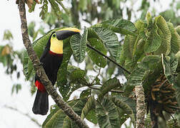 Yellow-throated Toucan