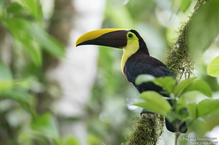 Toucan tocardadulte