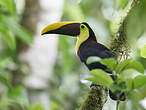 Toucan tocard