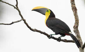 Yellow-throated Toucan