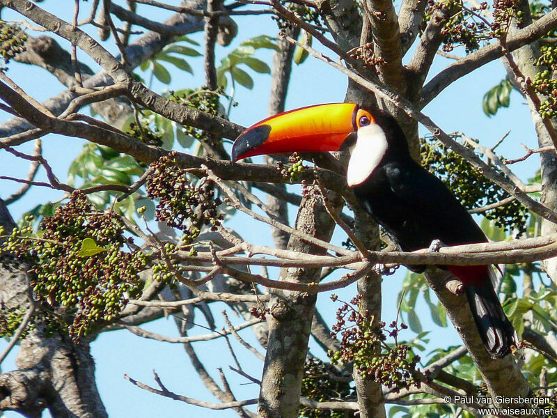 Toco Toucan