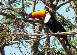 Toco Toucan