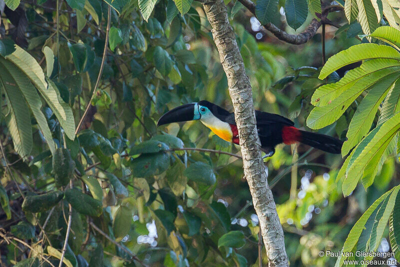 Toucan vitellin