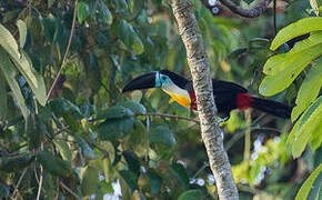 Channel-billed Toucan