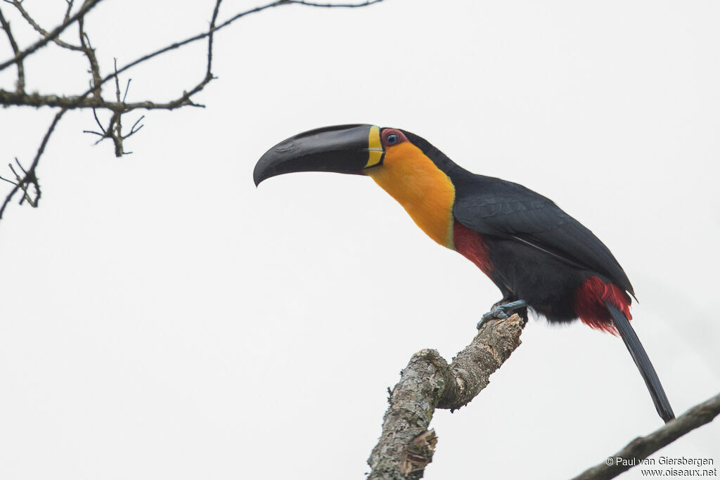 Toucan vitellinadulte