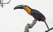 Toucan vitellin