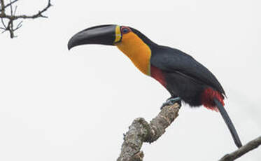 Toucan vitellin