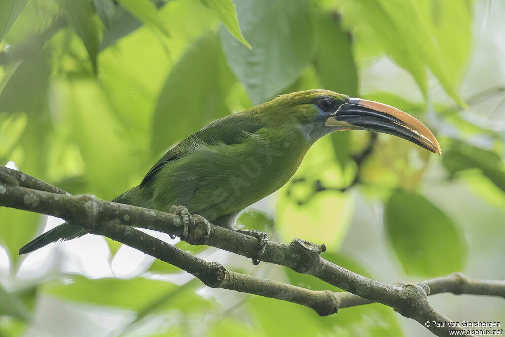 Groove-billed Toucanetadult