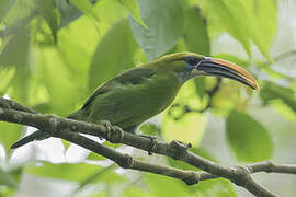 Toucanet à bec sillonné