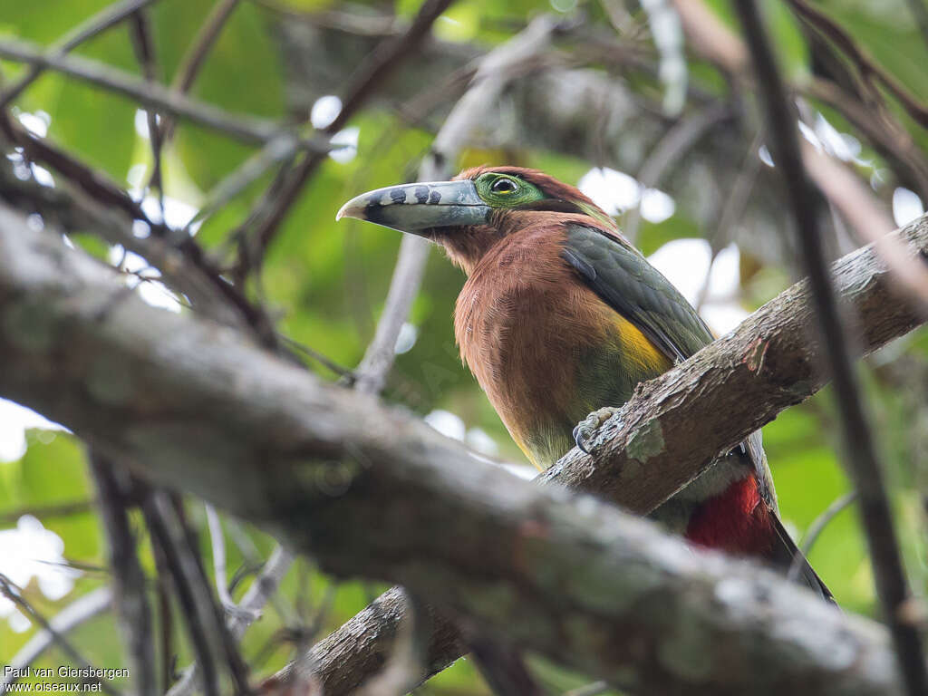 Toucanet à bec tacheté femelle adulte