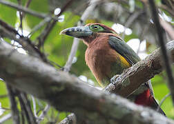 Toucanet à bec tacheté