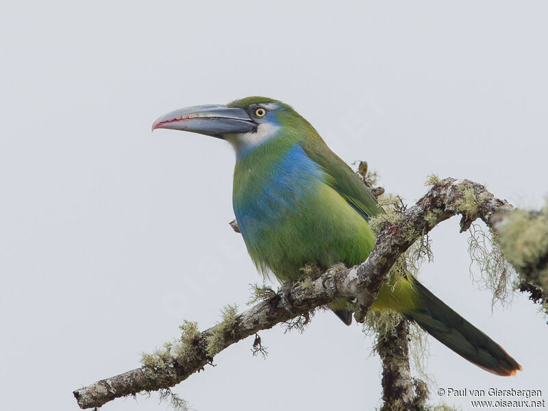 Blue-banded Toucanet