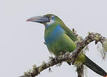 Toucanet à ceinture bleue