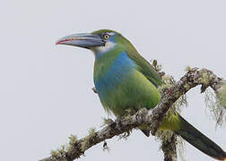 Blue-banded Toucanet