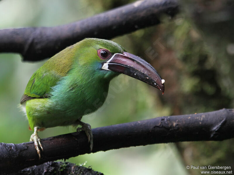 Toucanet à croupion rougeadulte