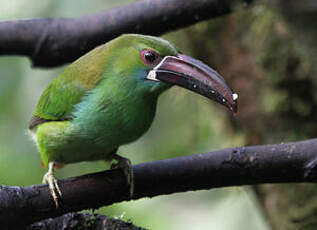 Toucanet à croupion rouge