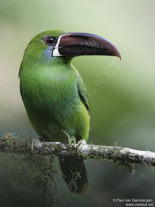 Toucanet à croupion rougeadulte