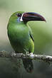 Toucanet à croupion rouge