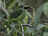 Toucanet à gorge blanche