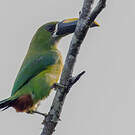 Toucanet à gorge blanche