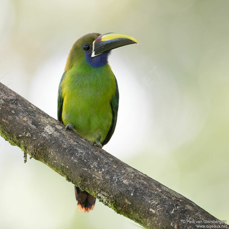 Toucanet à gorge bleueadulte