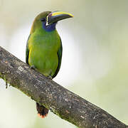 Toucanet à gorge bleue