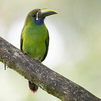 Toucanet à gorge bleue