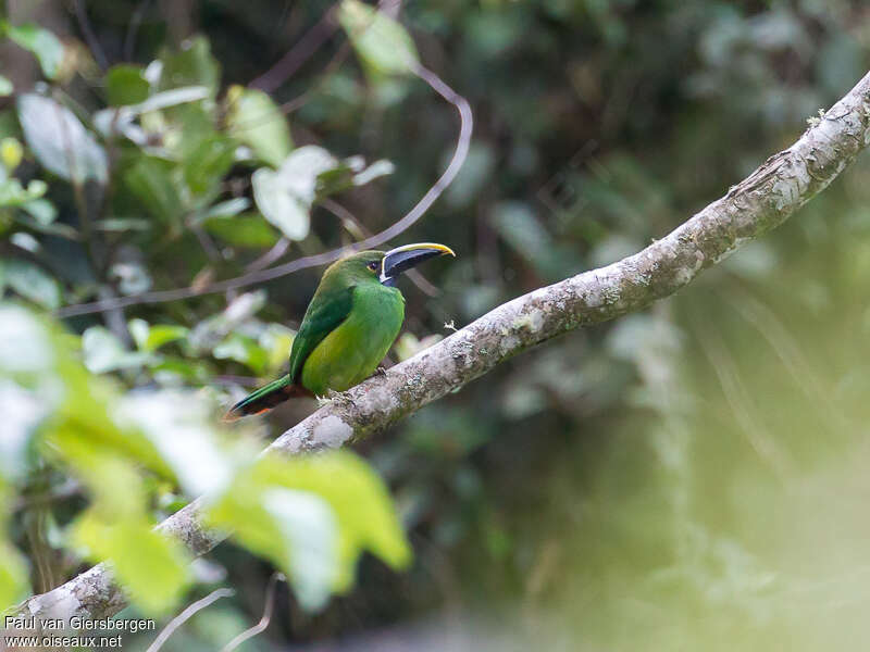 Toucanet à gorge noireadulte, identification